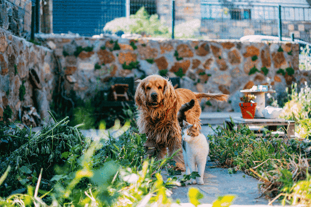 Pet Microchipping
