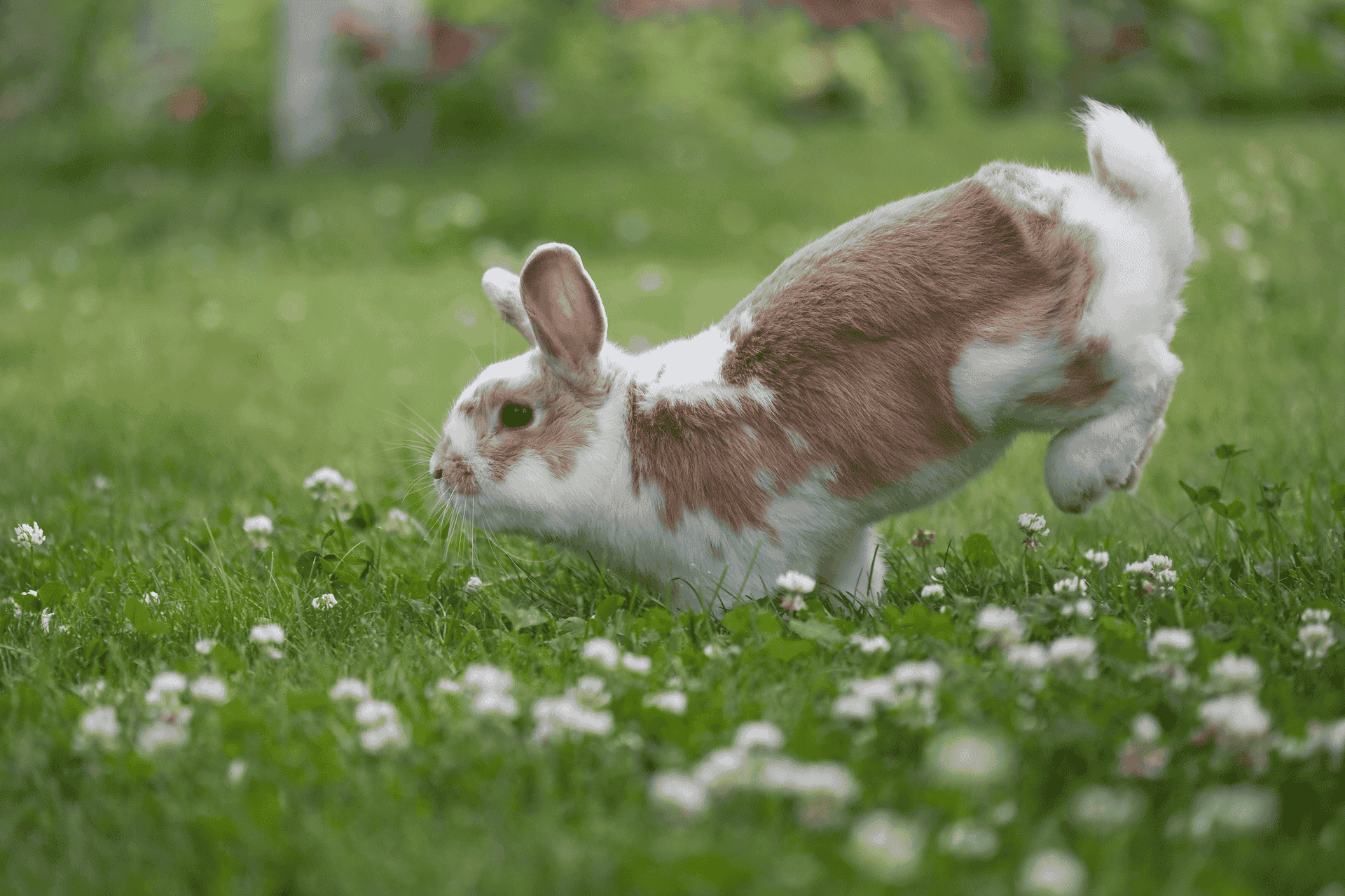 Rabbit Neutering
