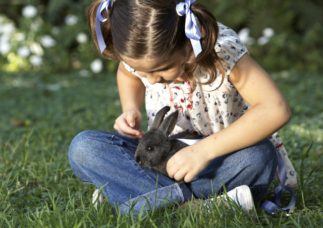 Rabbit neutering from Spinney