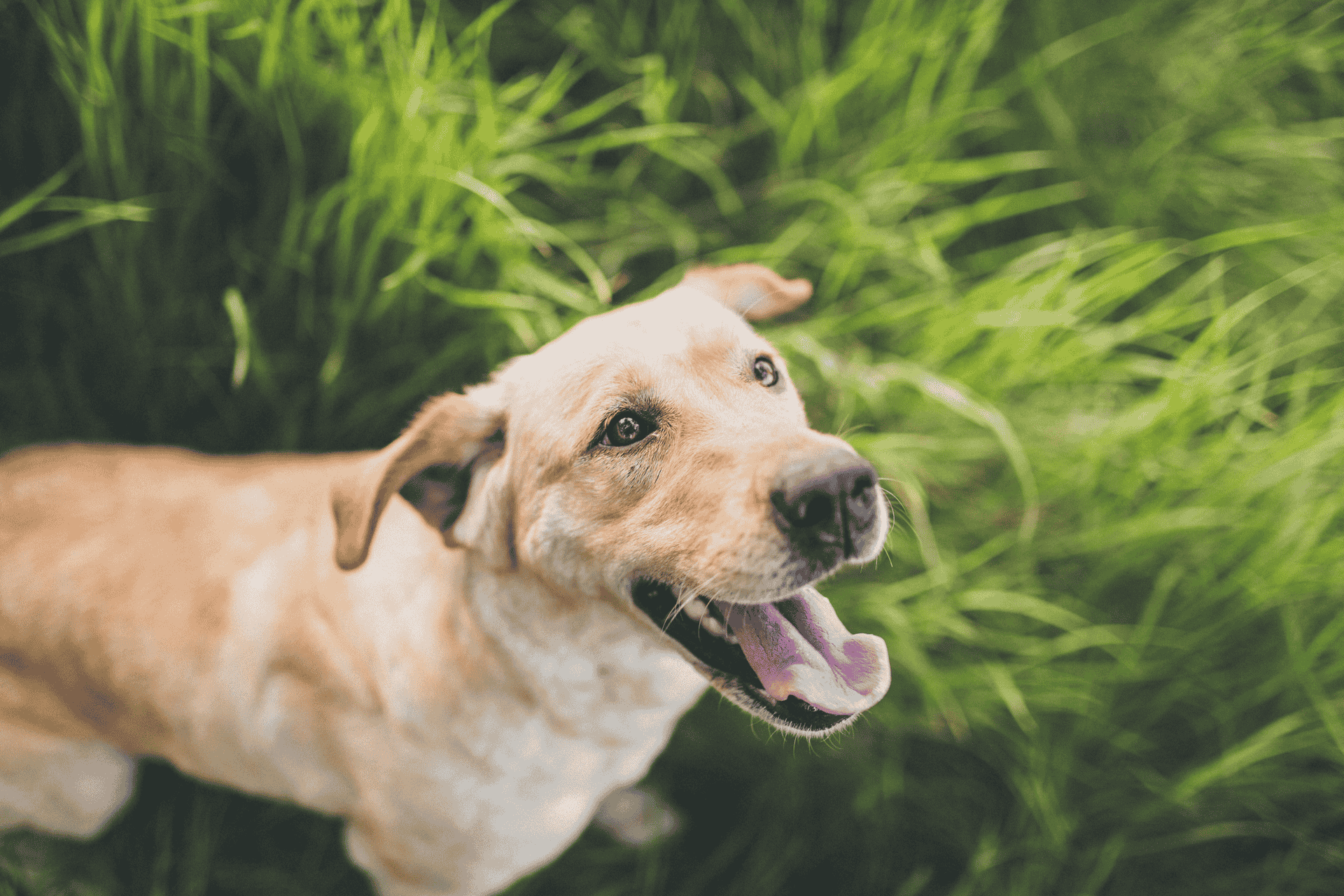 annual dog vaccines from spinney result