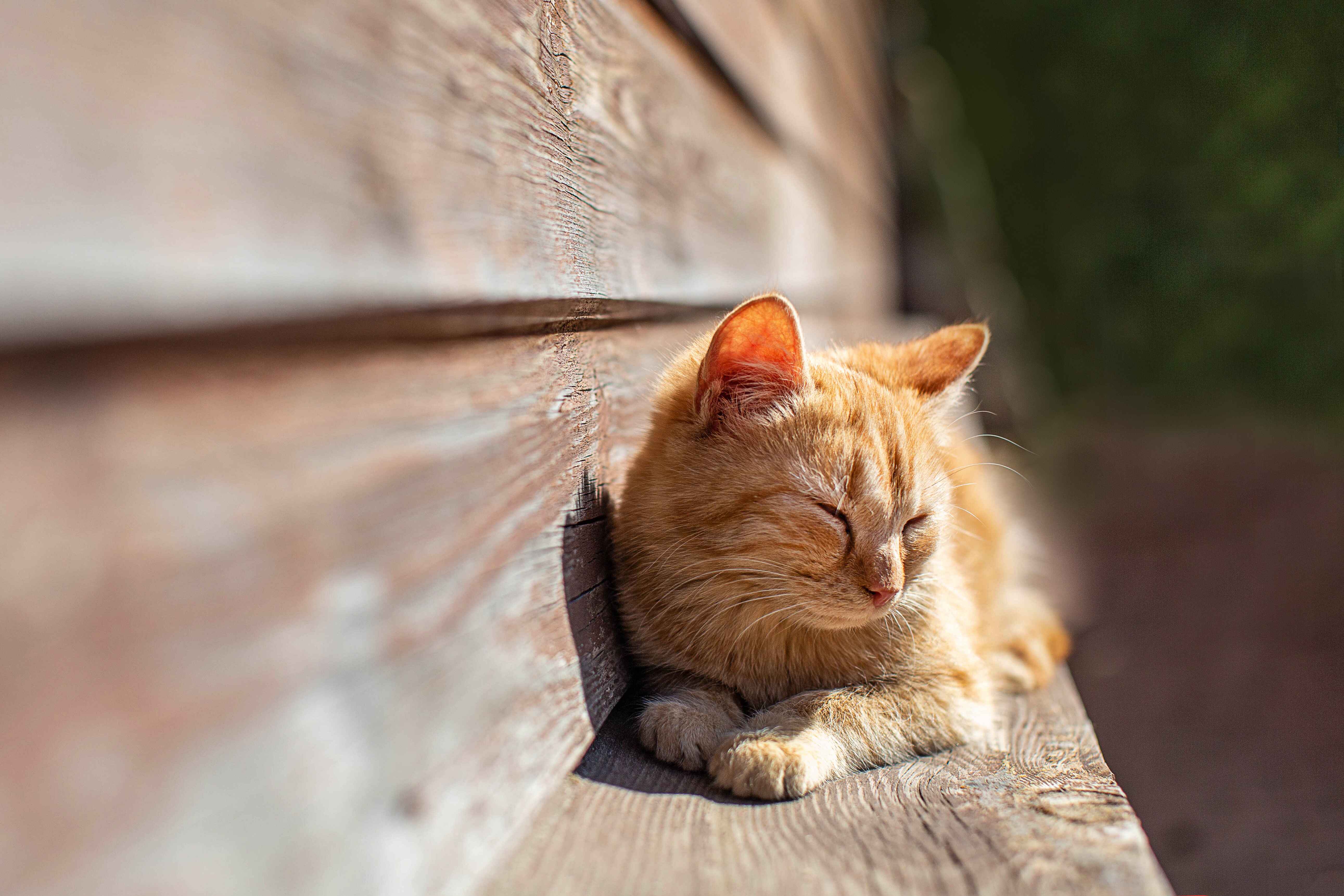 cats in season spinney