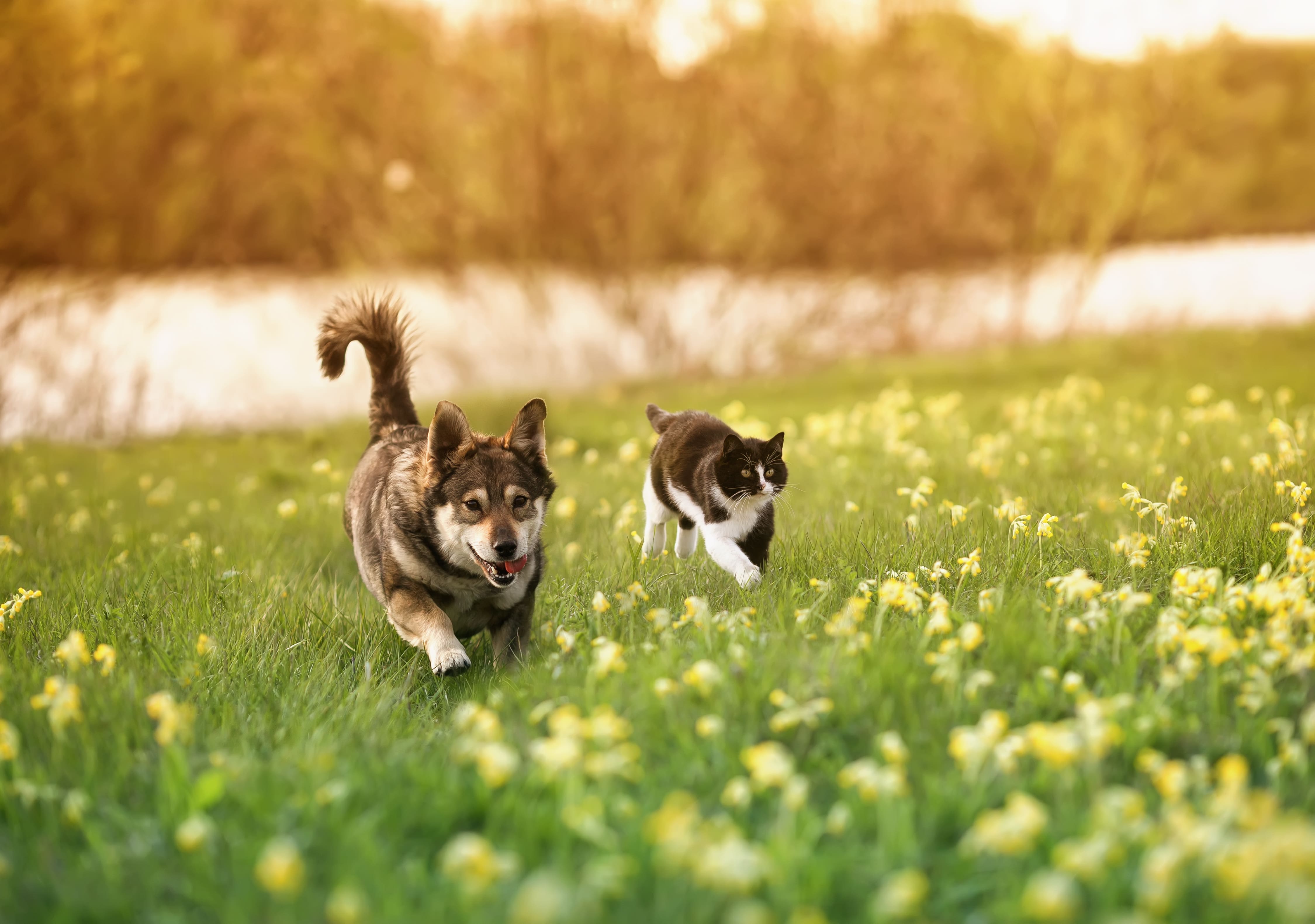 pet flea and worm treatment