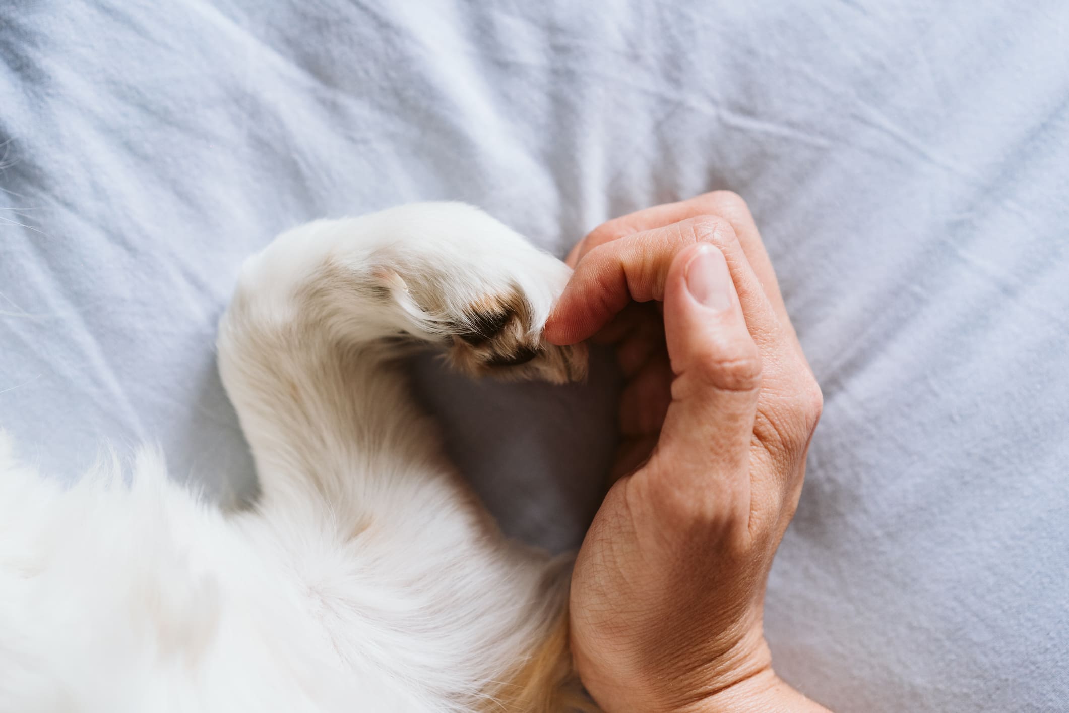 pet flea and worming spinney