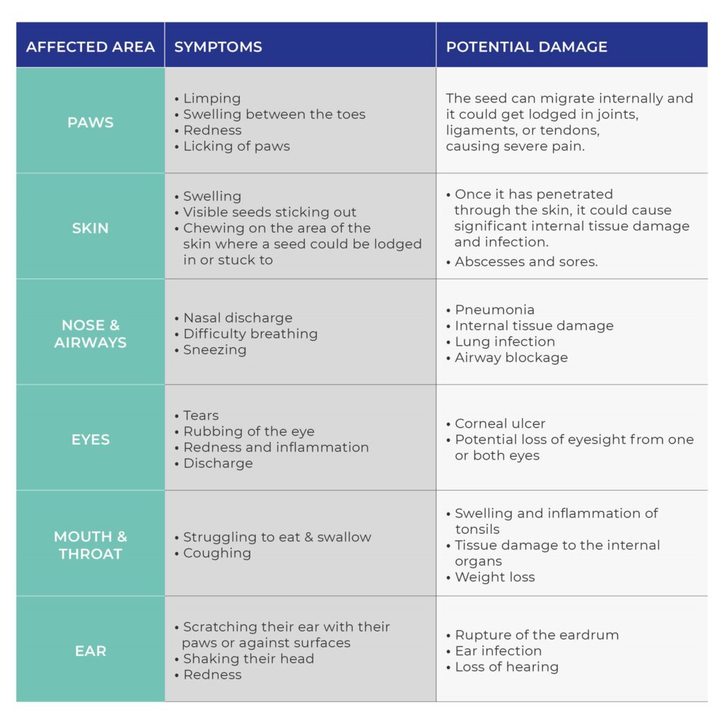 Table of symptoms and potential damage grass seeds can have to pets