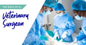 Veterinary surgeon