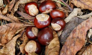 pile of conkers
