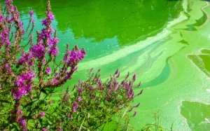 green algae