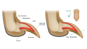 Correct way to cut pet nails