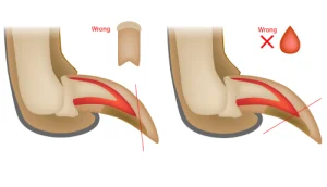 incorrect way to cut pet nails