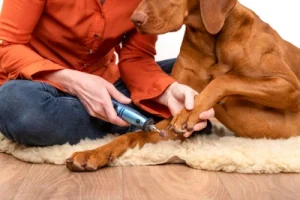 Using a grinder on dog nails