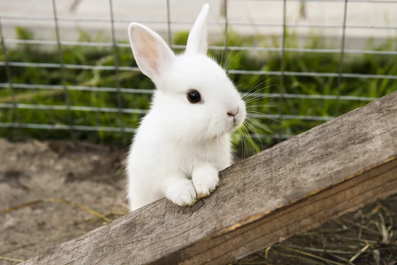 rabbit vets near me
