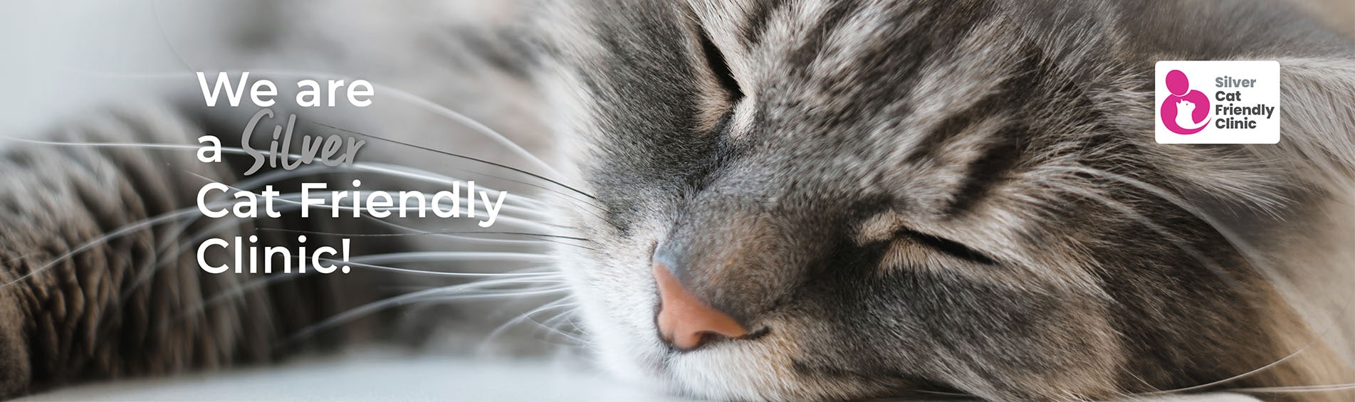 Cat Friendly Clinic | Spinney Vets | Northampton