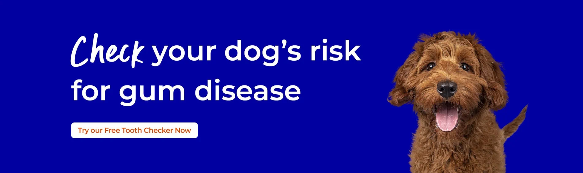 Dog Dental Care | Oral Health | Spinney Vets
