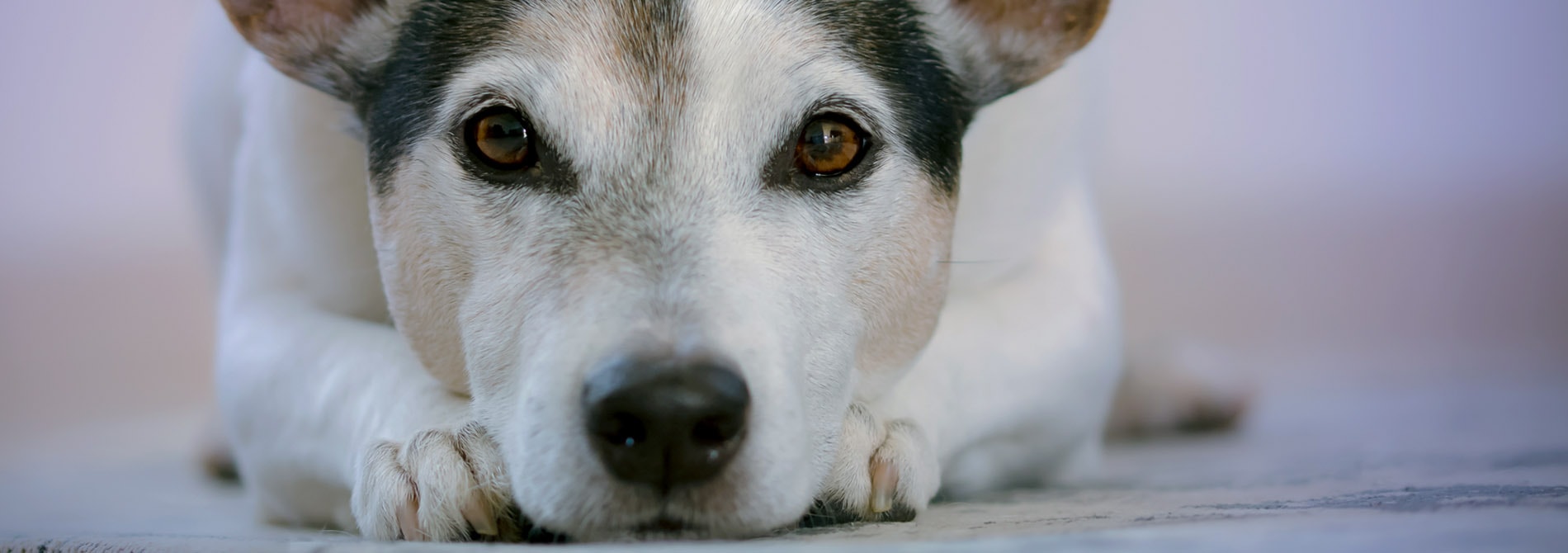 Vets in Northampton Spinney Vets