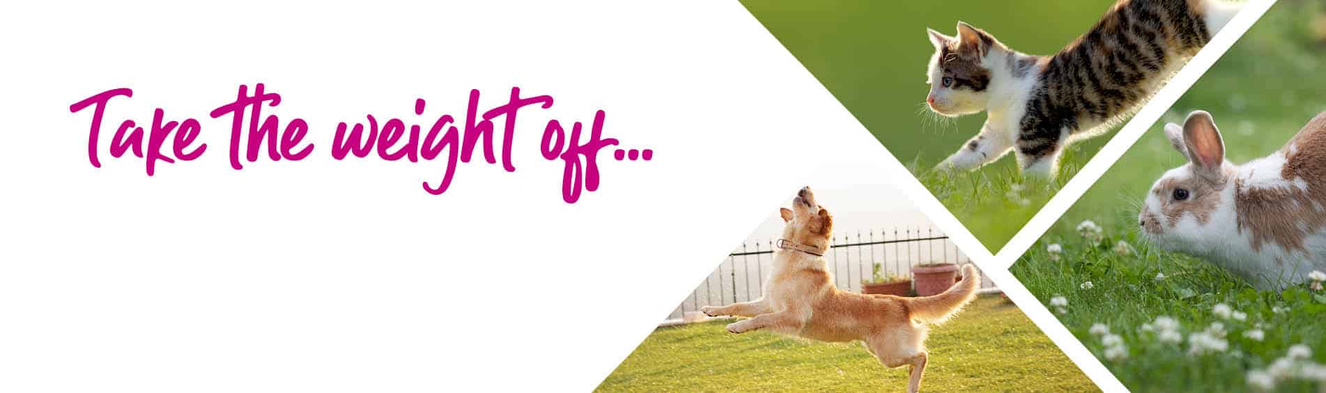 Pet Weight Management | Spinney Vets | Northampton