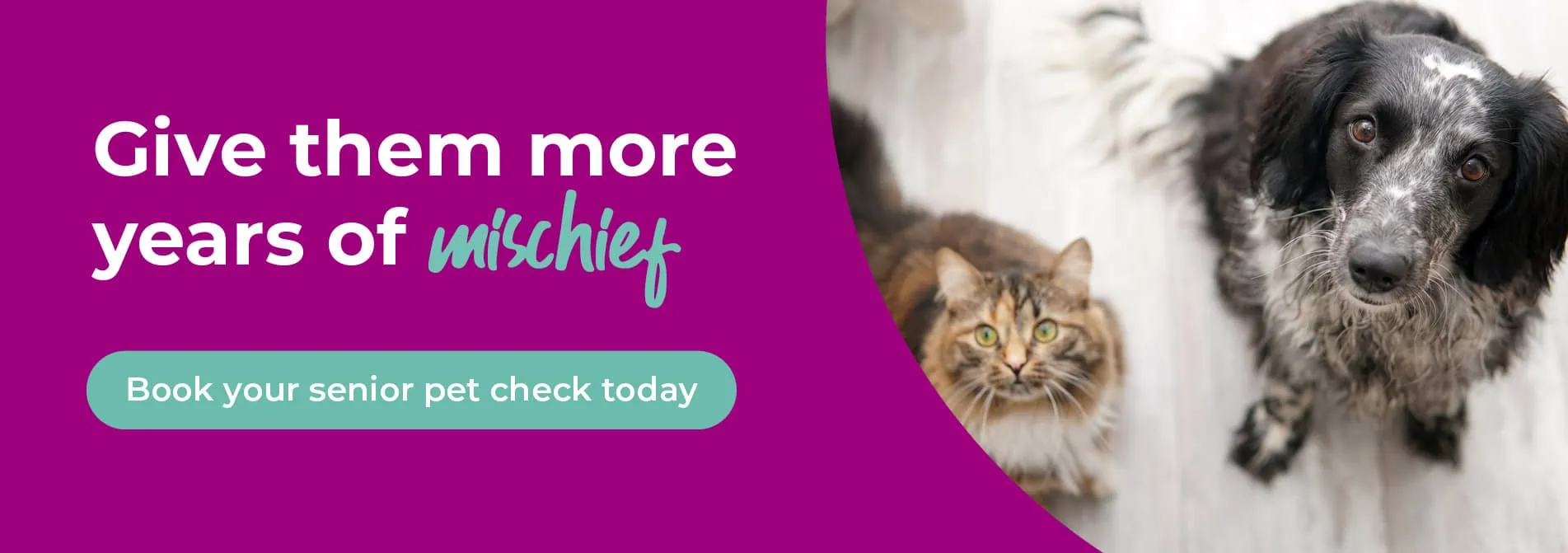 Spinney Veterinary Clinic Northampton | Vets Near Me