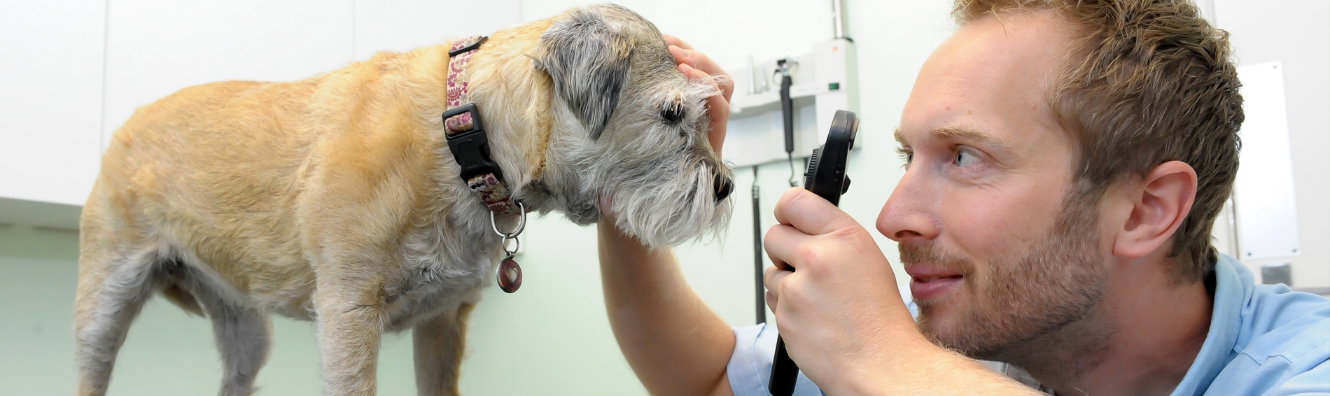 Request An Appointment | Spinney Vets Northampton