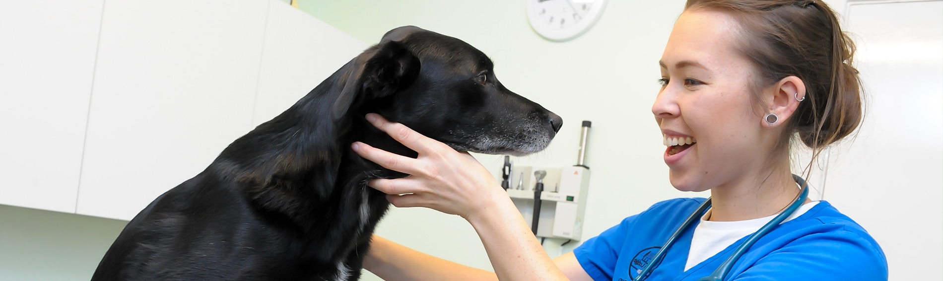 Flea Treatment for Dogs | Spinney Vets