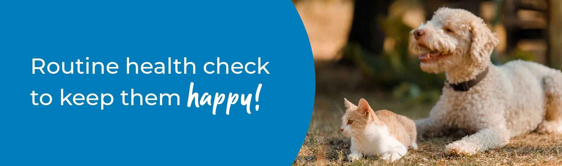 Pet Health Check in Northampton | Preventative Vet Care | Spinney Vets Northampton