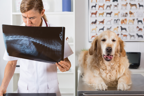 A Guide to Animal Radiography