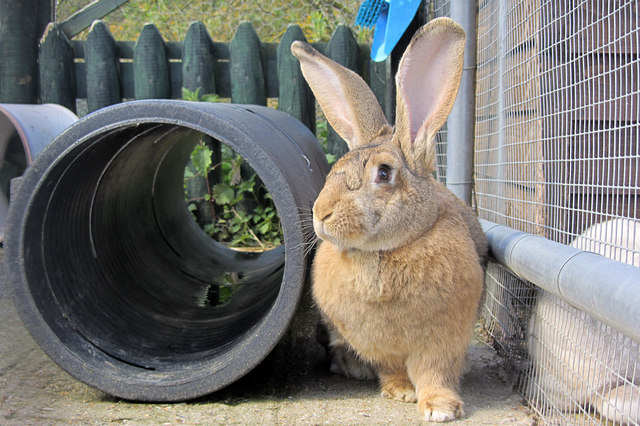 Viral Haemorrhagic Disease In Rabbits
