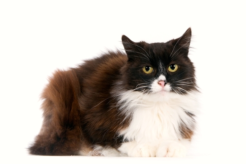Arthritis In Cats - Common Symptoms and Treatment