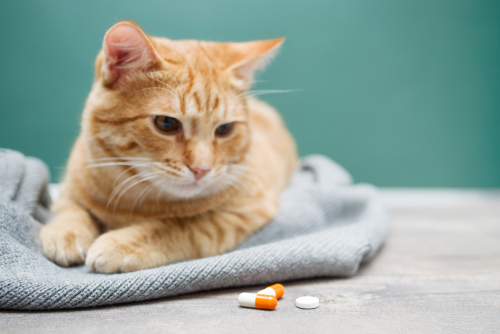 How to Give Your Cat Medication