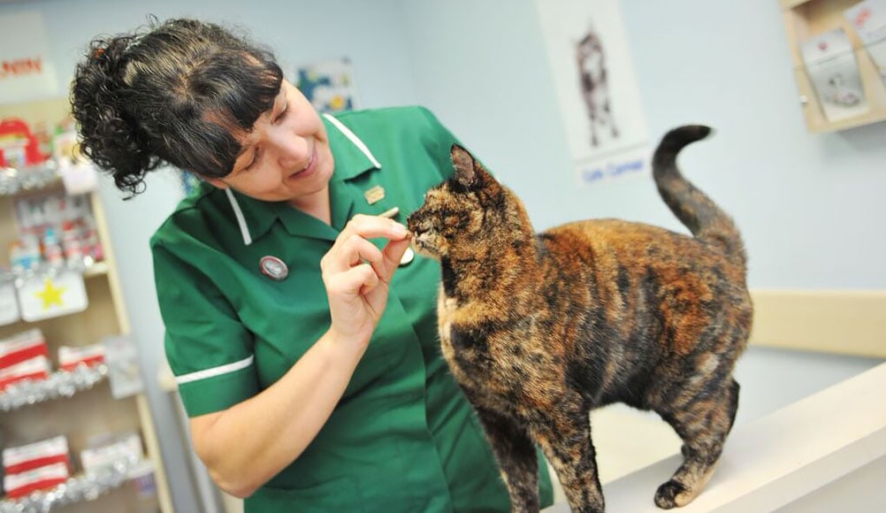 happy cat with trained nurse 