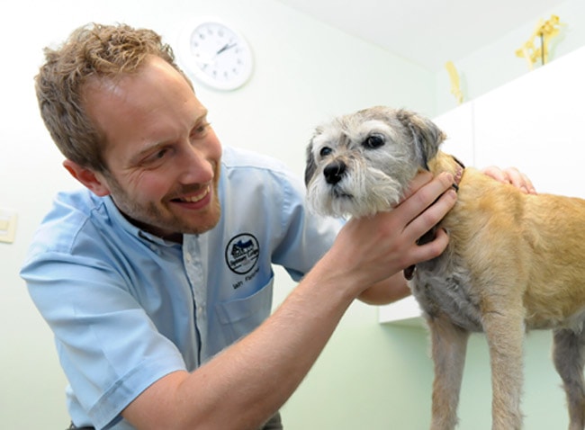 Dogs pet care advice