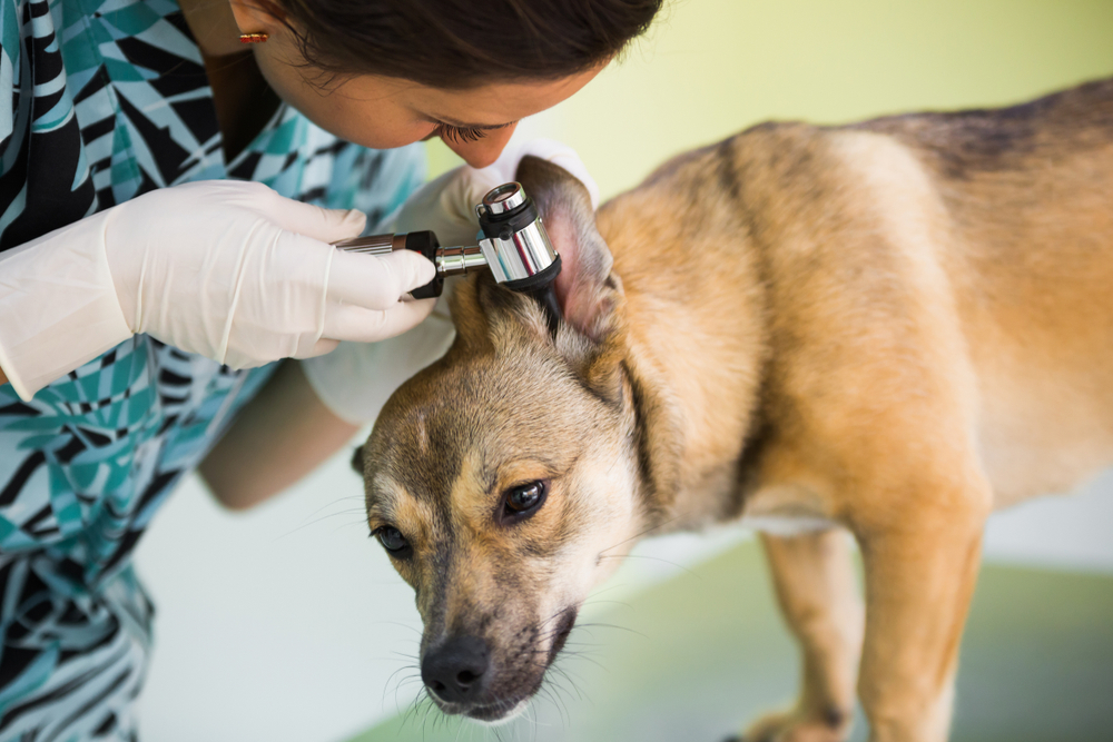 Common Causes of Ear Problems in Dogs