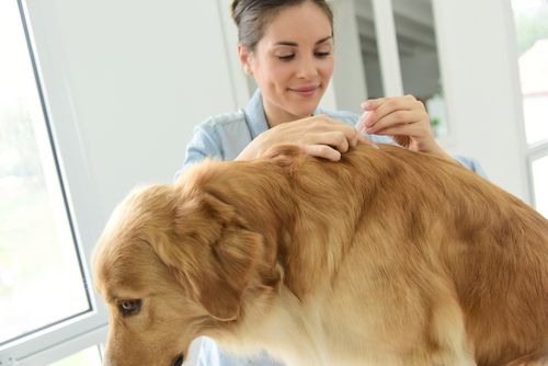 A Guide To Flea Treatment For Dogs