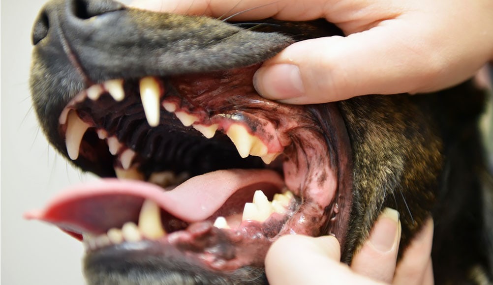 A Guide To Dog Dental Care
