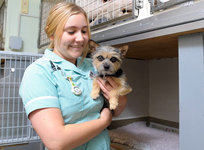 Emergency Out of Hours | Spinney Vets