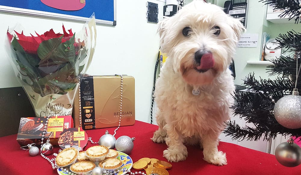 West highland terrier on table with Christmas treats