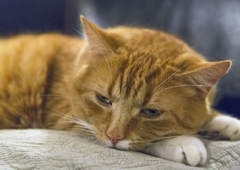 spinney-vets-relaxed-cat