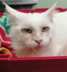 rescued-cat-spinney-vets
