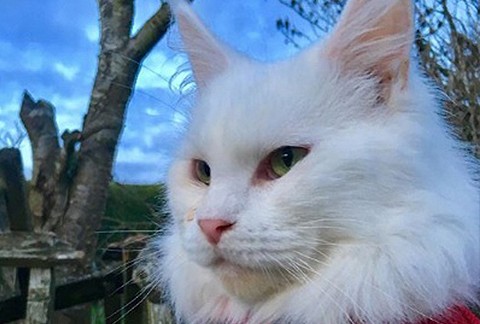 White cat outside