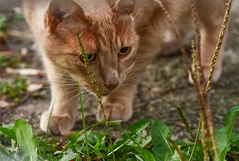 A ginger cat in the grass