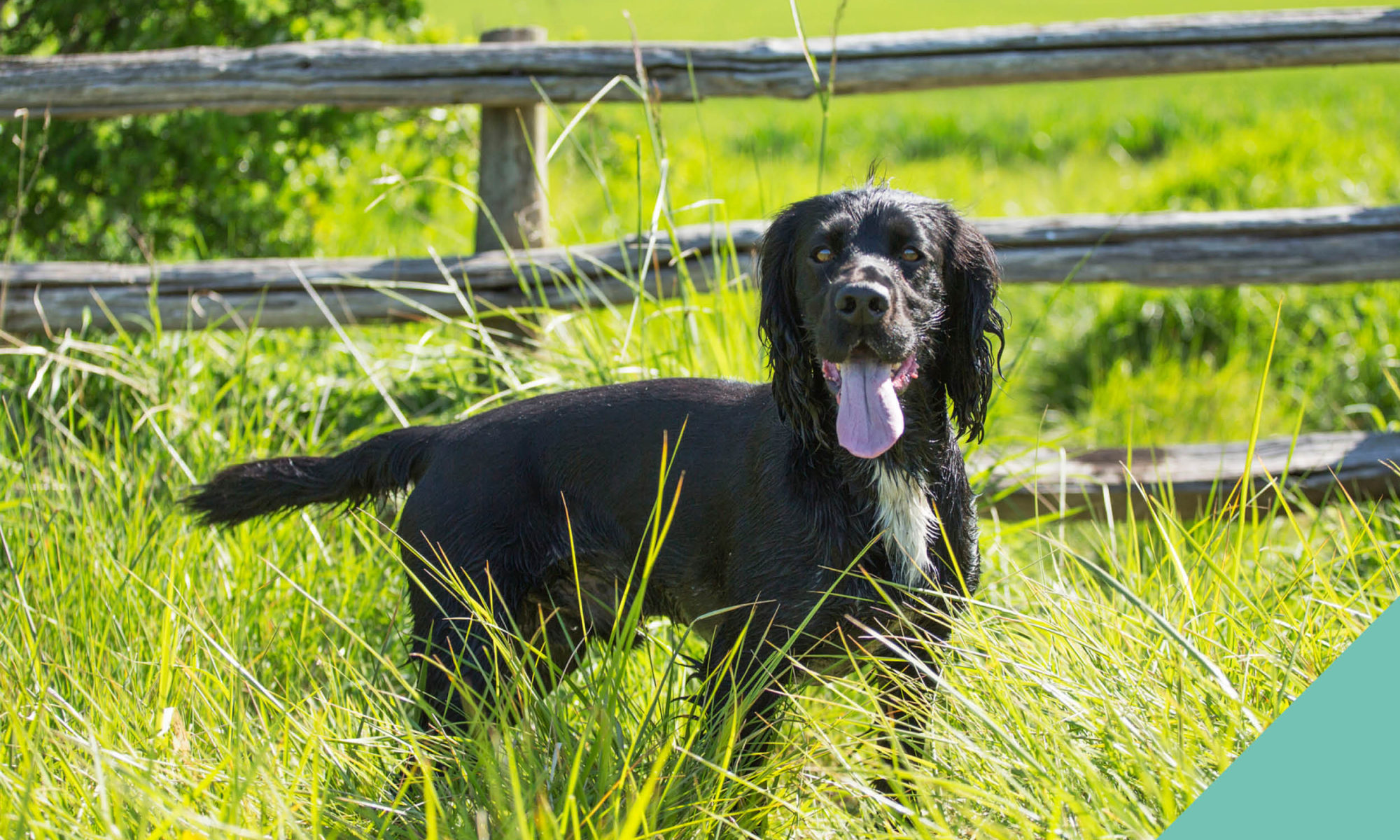 Black dog in a field