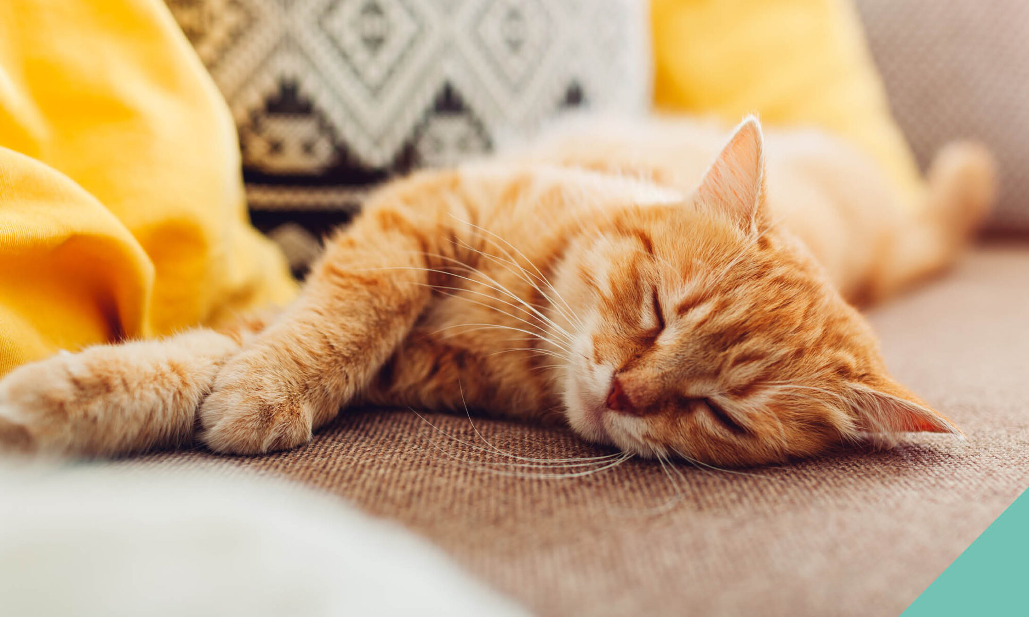 Ginger cat lying down