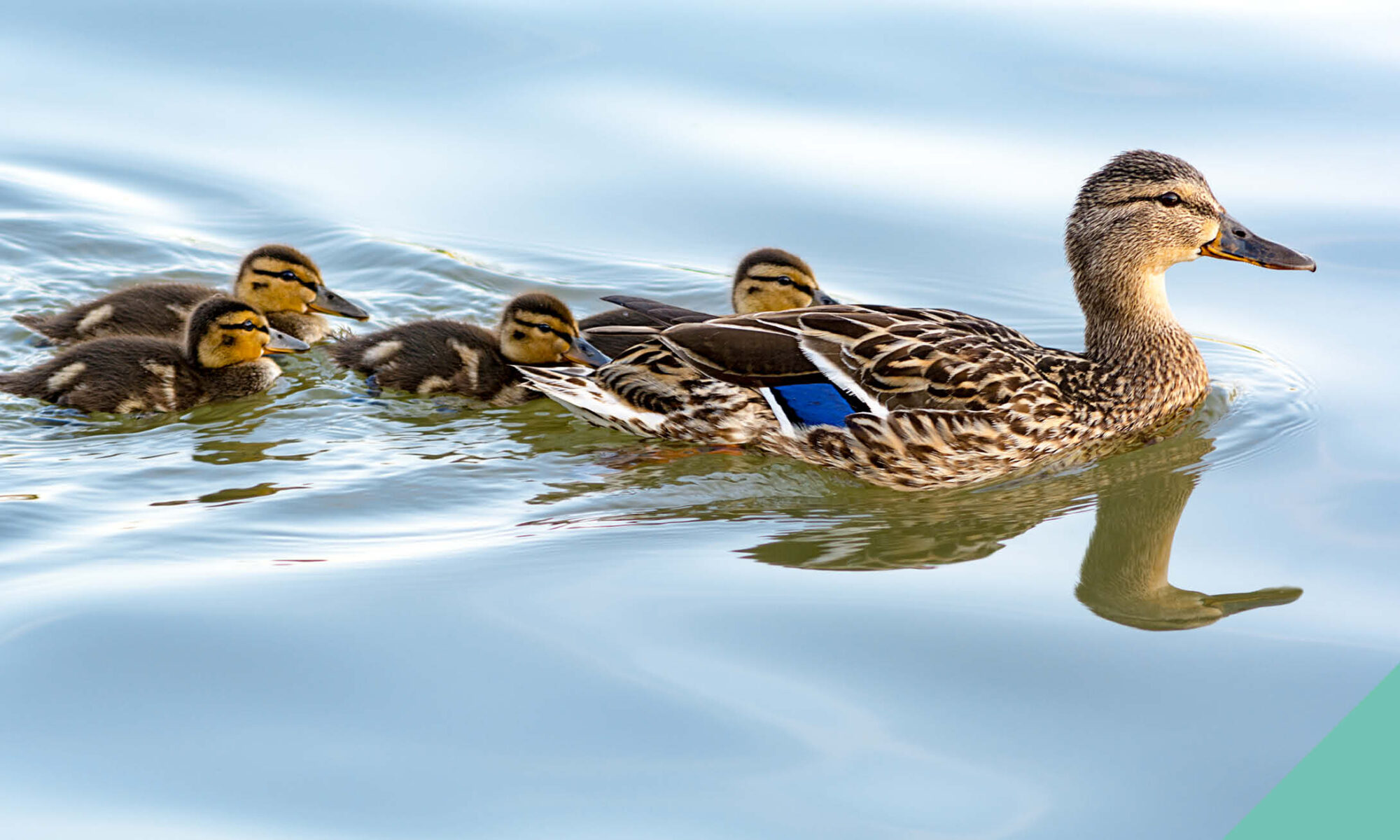 A duck swimming with her ducklings following