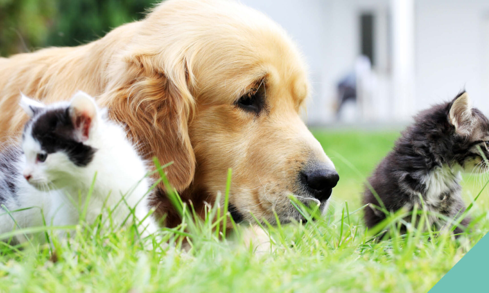 Two kittens and a dog lying in the grass