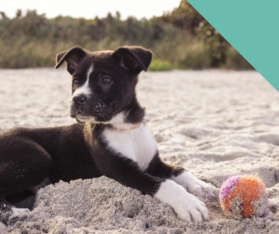 A puppy lying in the sand with a ball