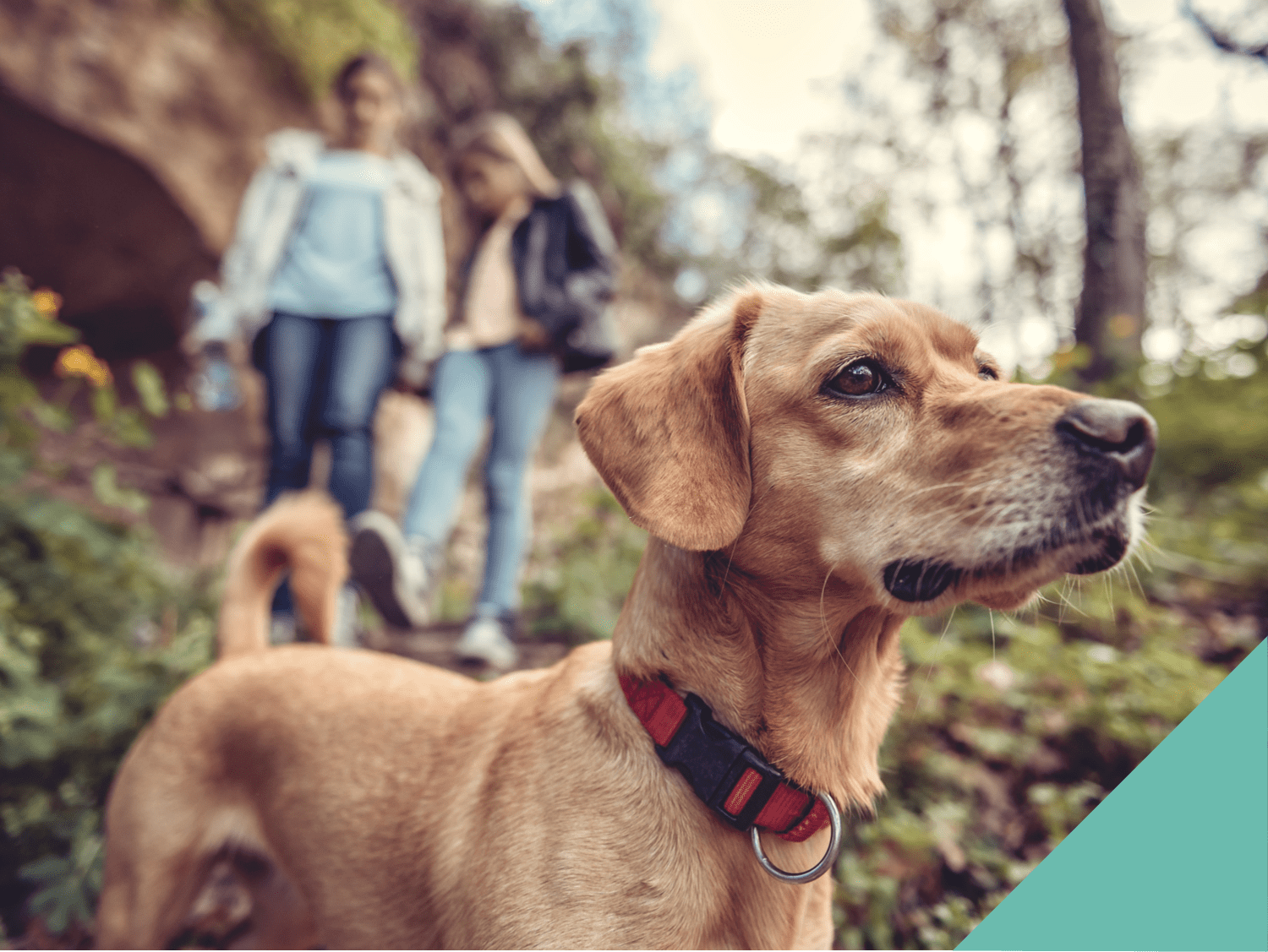 Two girls walking their dog