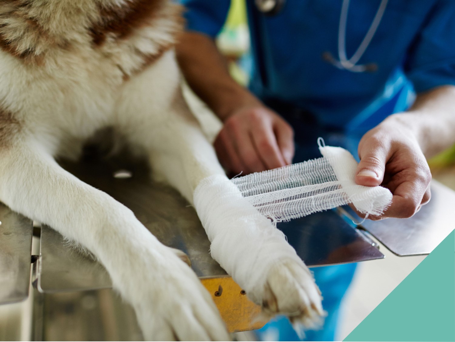 A veterinary nurse dressing a dogs leg