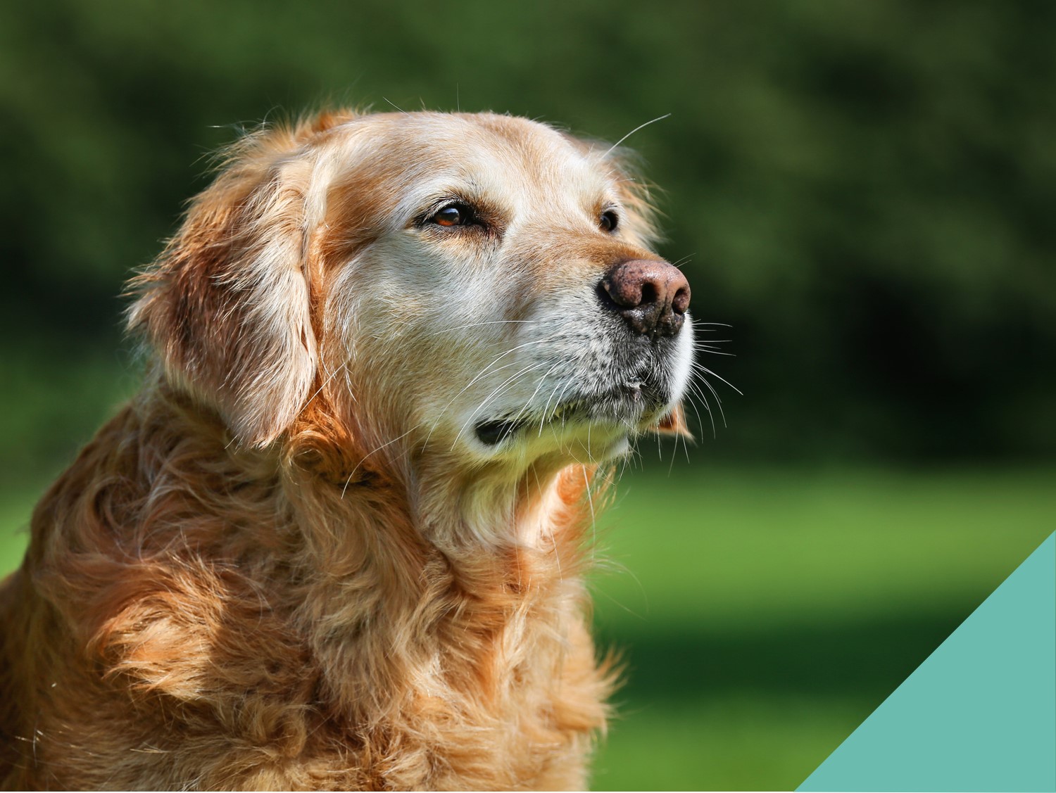 Senior Golden retriever