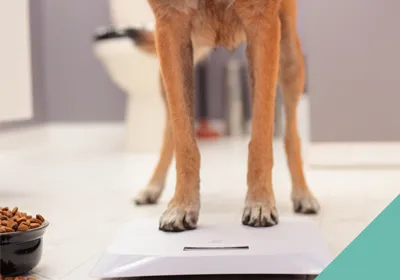 A dog standing on some scales
