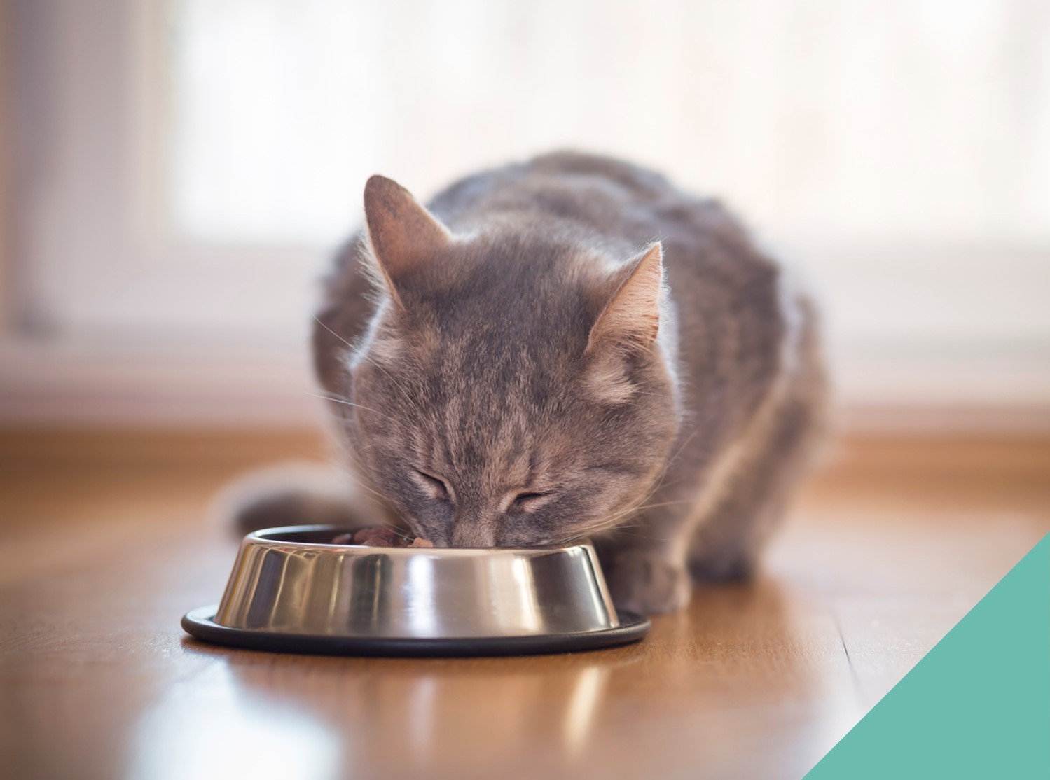 A cat eating out of a silver bowl