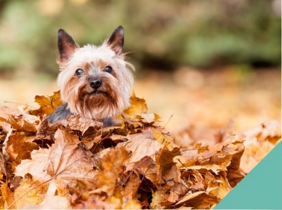 A Yorkshire terrier in a pile of leaves
