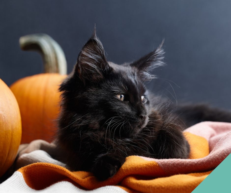 Black Cat lying by a pumpkin